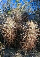 Strawberry hedgehog cactus Echinocereus engelmannii - a group of spiny cacti with long brown spines in Joshua Tree NP, California photo