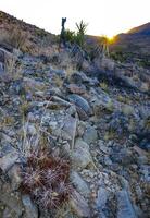 Strawberry hedgehog cactus Echinocereus engelmannii - a group of spiny cacti with long spines in a desert rock landscape of Joshua Tree NP, California photo