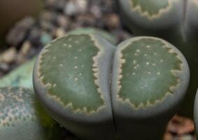 Mesembs Lithops salicola South African plant from Namibia photo