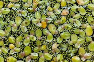 Small green aphids on Spotless watermeal Wolffia arrhiza, duckweed Lemna turionifera photo