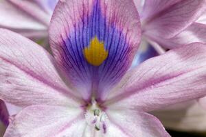 water hyacinths Eichhornia azurea, gently purple asymmetric aquatic plant flower photo