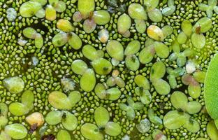 Small green aphids on Spotless watermeal Wolffia arrhiza, duckweed Lemna turionifera photo