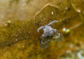 Clogmia sp. - small fly with fluffy wings and long mustache. photo