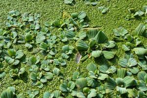 tropical pistia en un lago completamente descuidado con lenteja de agua y wolffia en Odessa foto