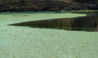 pond overgrown with aquatic plants Piscia and duckweed Lemna turionifera and Wolffia arrhiza photo