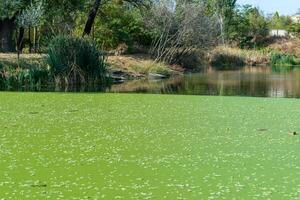 pond overgrown with aquatic plants Piscia and duckweed Lemna turionifera and Wolffia arrhiza photo