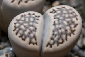 Mesembs Lithops bromfeldii var. mennellii South African plant from Namibia in the botanical collection photo