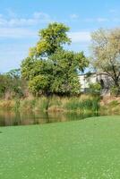 pond overgrown with aquatic plants Piscia and duckweed Lemna turionifera and Wolffia arrhiza photo