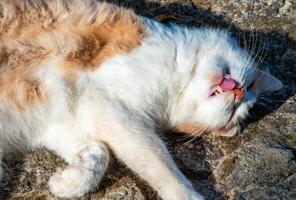 Domestic ginger cat with a white neck and white paws sleeps photo
