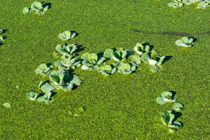 Pistia stratiotes - swims among aquatic plants rootless duckweed Wolffia arrhiza and duckweed Lemna turionifera, pond photo