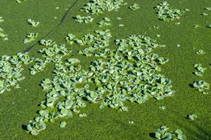 Pistia stratiotes - swims among aquatic plants rootless duckweed Wolffia arrhiza and duckweed Lemna turionifera, pond photo