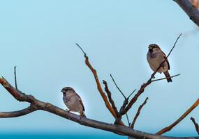 The house sparrow Passer domesticus with a white neck and white paws rests photo