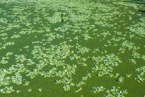 Pistia stratiotes - swims among aquatic plants rootless duckweed Wolffia arrhiza and duckweed Lemna turionifera, pond photo