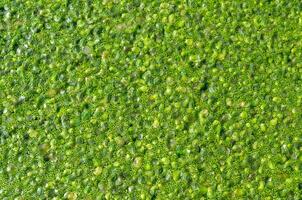 Pistia stratiotes - swims among aquatic plants rootless duckweed Wolffia arrhiza and duckweed Lemna turionifera photo