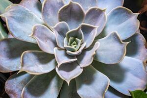 Close-up, succulent leaves of a succulent plant Echeveria sp. in a botanical collection photo