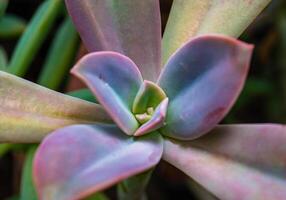 Close-up, succulent leaves of a succulent plant Echeveria sp. in a botanical collection photo