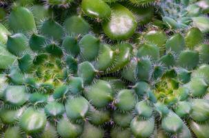 Close-up, succulent leaves of a succulent plant Echeveria sp. in a botanical collection photo