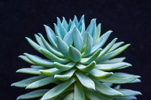 Close-up, succulent leaves of a succulent plant Echeveria sp., Sedeveria sp. in a botanical collection photo