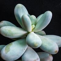 Pachyphytum sp., Crassulaceae, fleshy succulent plant with thick rounded leaves from the collection photo