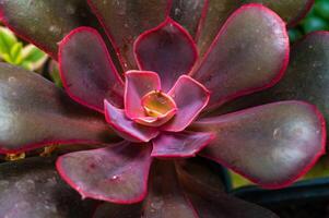 Close-up, succulent leaves of a succulent plant Echeveria sp. in a botanical collection photo