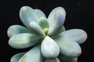 Pachyphytum sp., Crassulaceae, fleshy succulent plant with thick rounded leaves from the collection photo
