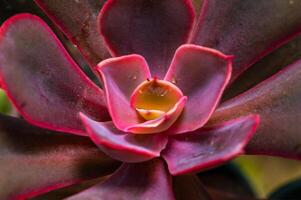 Close-up, succulent leaves of a succulent plant Echeveria sp. in a botanical collection photo