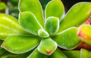 Close-up, succulent leaves of a succulent plant Echeveria sp. in a botanical collection photo