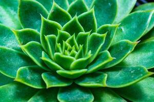 Close-up, succulent leaves of a succulent plant Echeveria sp. in a botanical collection photo