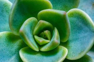 Close-up, succulent leaves of a succulent plant Echeveria sp. in a botanical garden collection photo