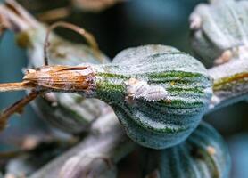 Mealybug - parasitic sucking insects on a flower of a tropical plant photo