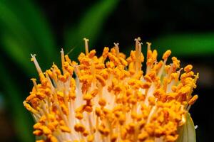 Haemanthus albiflos - flower bud with bright yellow stamens photo