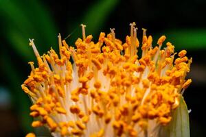 Haemanthus albiflos - flower bud with bright yellow stamens photo