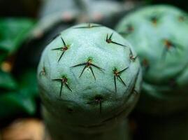 Tephrocactus geometricus - cactus with short spines in botanical collection photo