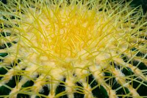 Golden barrel cactus, golden ball Echinocactus grusonii, close-up of a cactus with yellow spines from a botanical collection photo