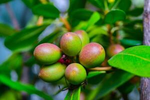 Acokanthera sp. - Close-up of poisonous fruits of a plant photo