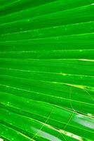 Striped texture of green palm leaf, natural background photo