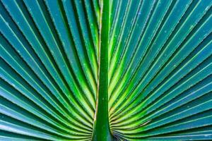 Striped texture of green palm leaf, natural background photo