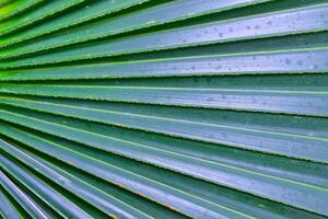 Striped texture of green palm leaf, natural background photo