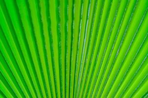 Striped texture of green palm leaf, natural background photo