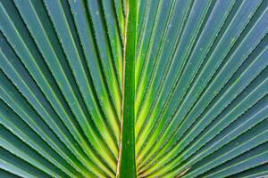 Striped texture of green palm leaf, natural background photo