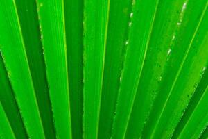 Striped texture of green palm leaf, natural background photo