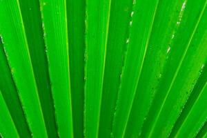 Striped texture of green palm leaf, natural background photo