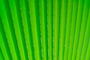 Striped texture of green palm leaf, natural background photo