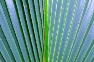 Striped texture of green palm leaf, natural background photo