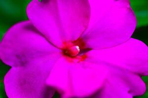 Impatiens Balsaminaceae - ornamental garden plant with bright red flowers in a botanical garden photo
