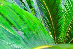 Close-up, Striped texture of green Cycas circinalis leaf, natural leaves background photo