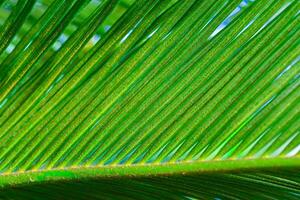 Close-up, Striped texture of green Cycas circinalis leaf photo
