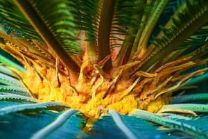 Cycas revoluta - female cycad plant blooms in the botanical garden photo