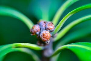 Pittosporum sp. - Close-up of flower buds on top of a plant photo