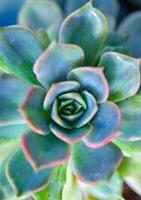 Close-up, succulent leaves of a succulent plant Echeveria sp. in a botanical garden collection photo